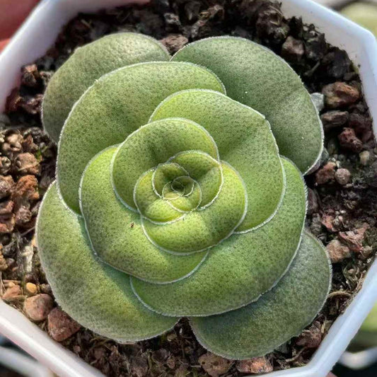 24469 Crassula Hemisphaerica (7cm pot size)