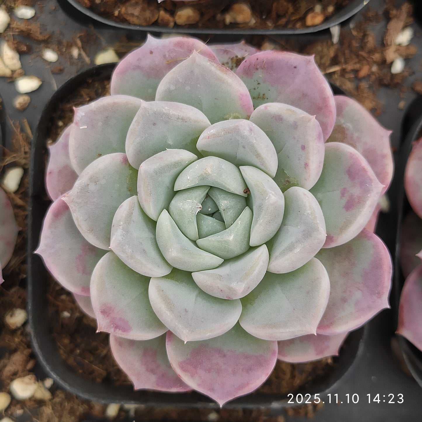 80537 Echeveria White Dews (6.5cm pot size)