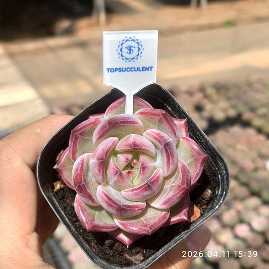 25677 Echeveria Dare Devil (6.5cm pot size)