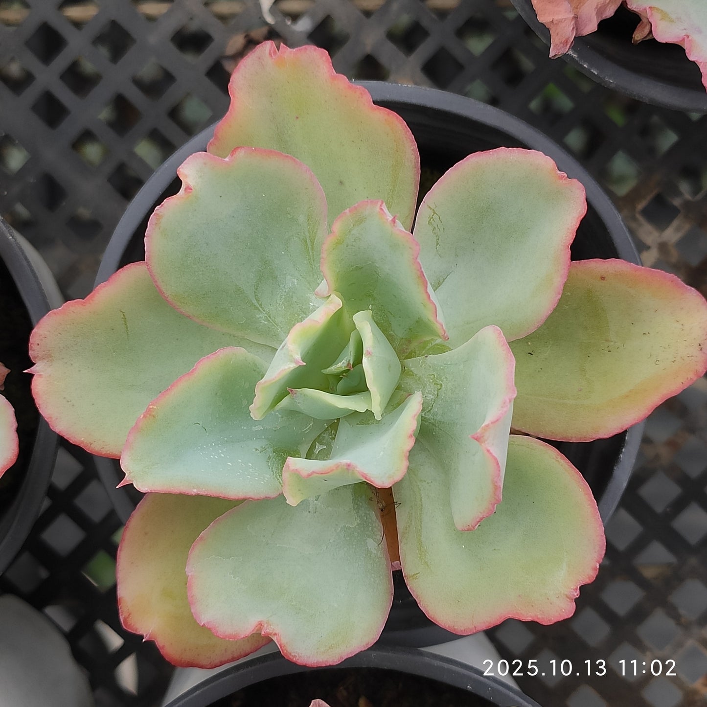 QN845 Echeveria Aquarius(9cm pot size)