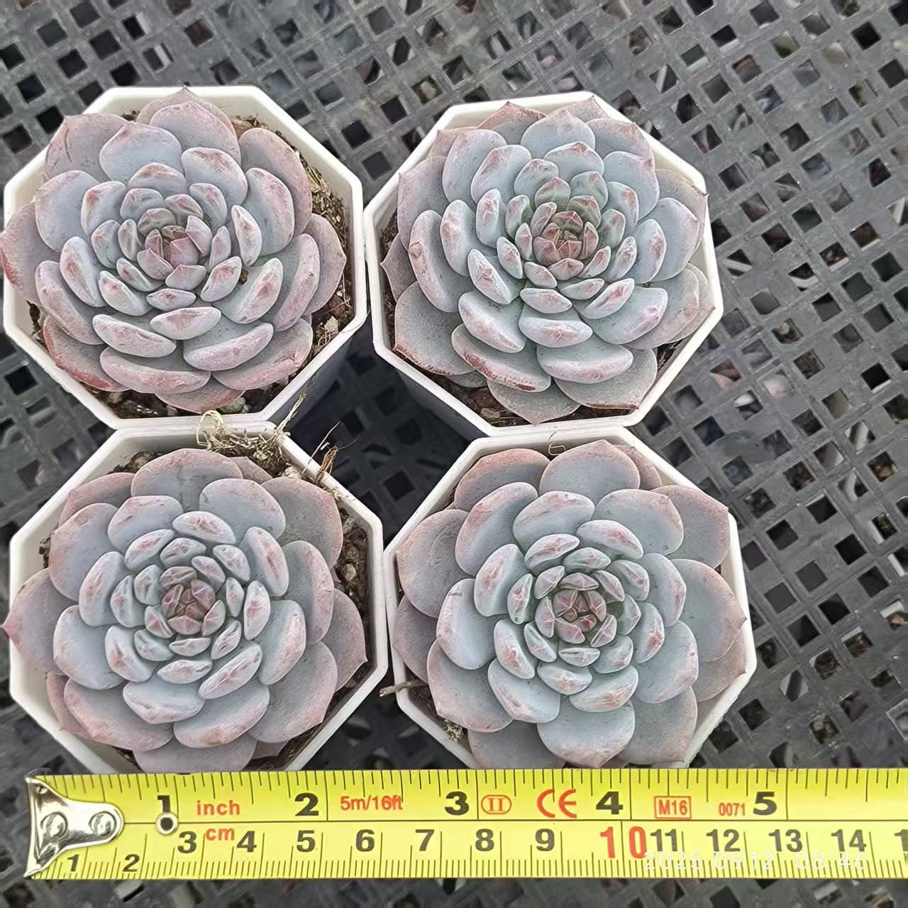 RDD270 Echeveria Jade Monroe(7cm pot size)