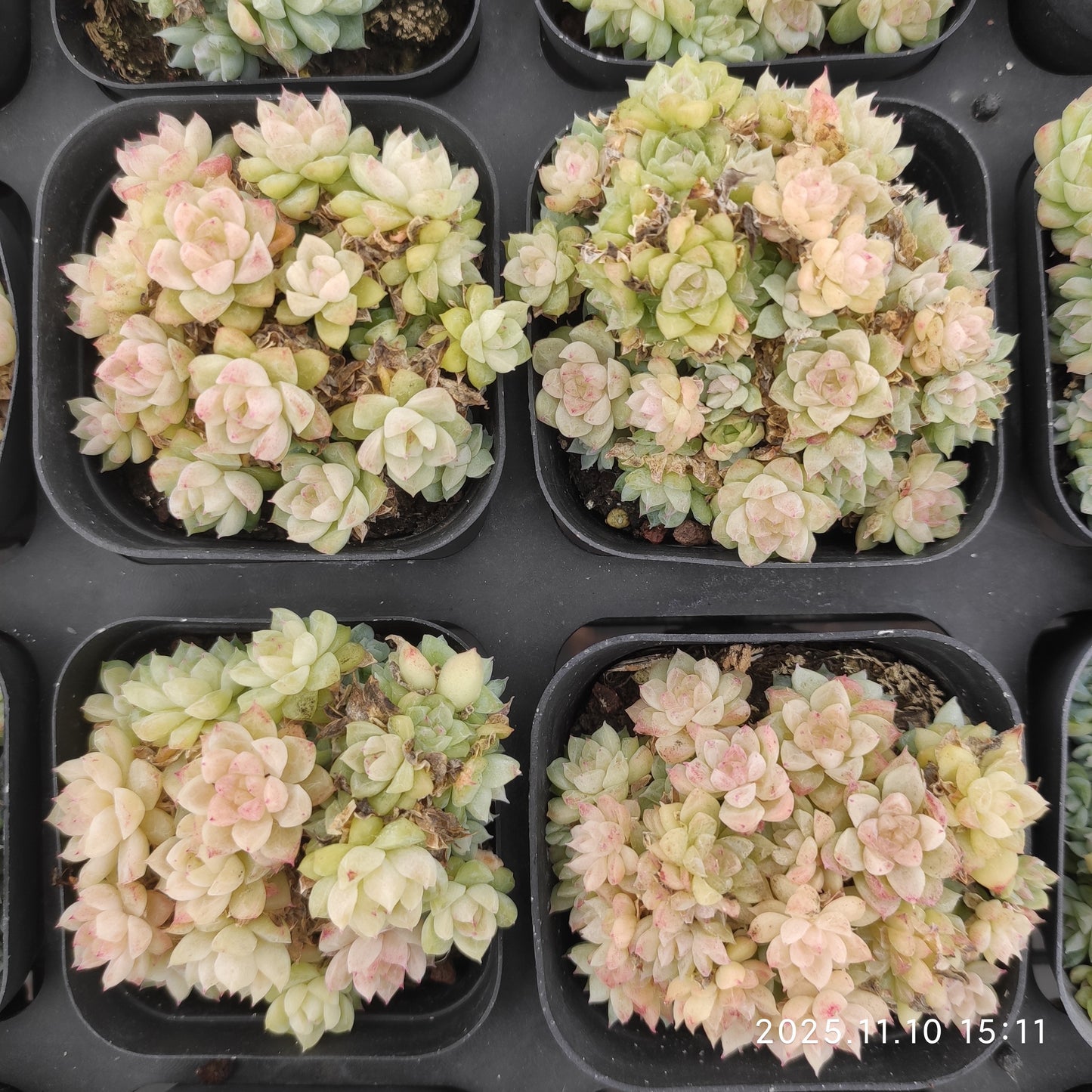 22603 Echeveria Gemstone (6.5cm pot size)