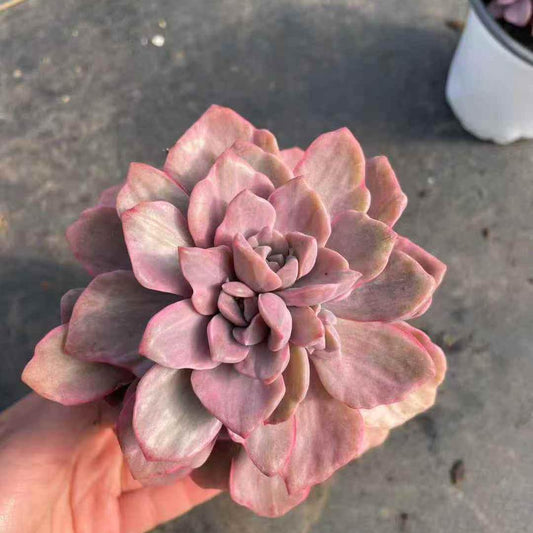 23411 Echeveria Gypsi Variegated (11cm pot size)