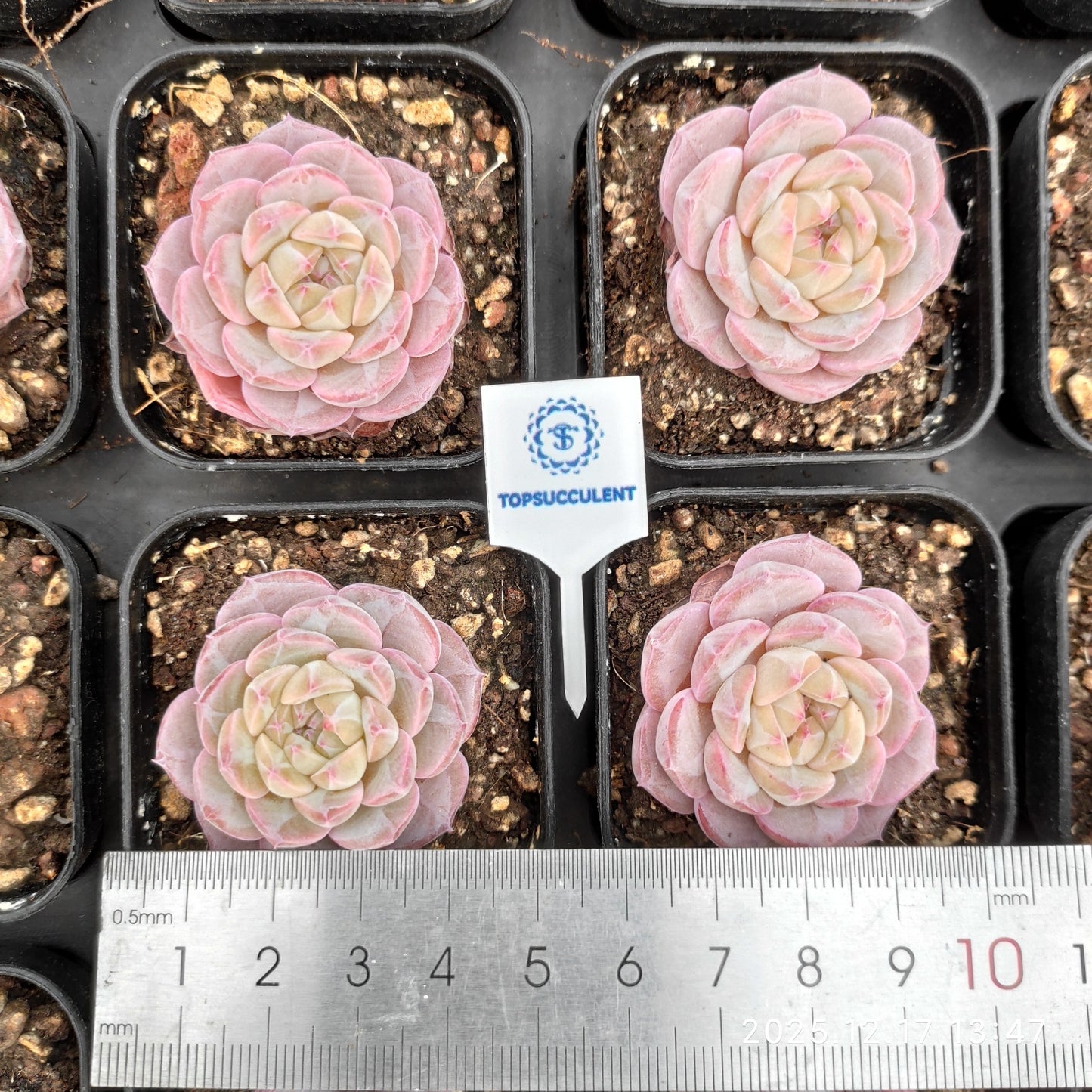 23757 Echeveria Monroe Hyb (5.5cm pot size)