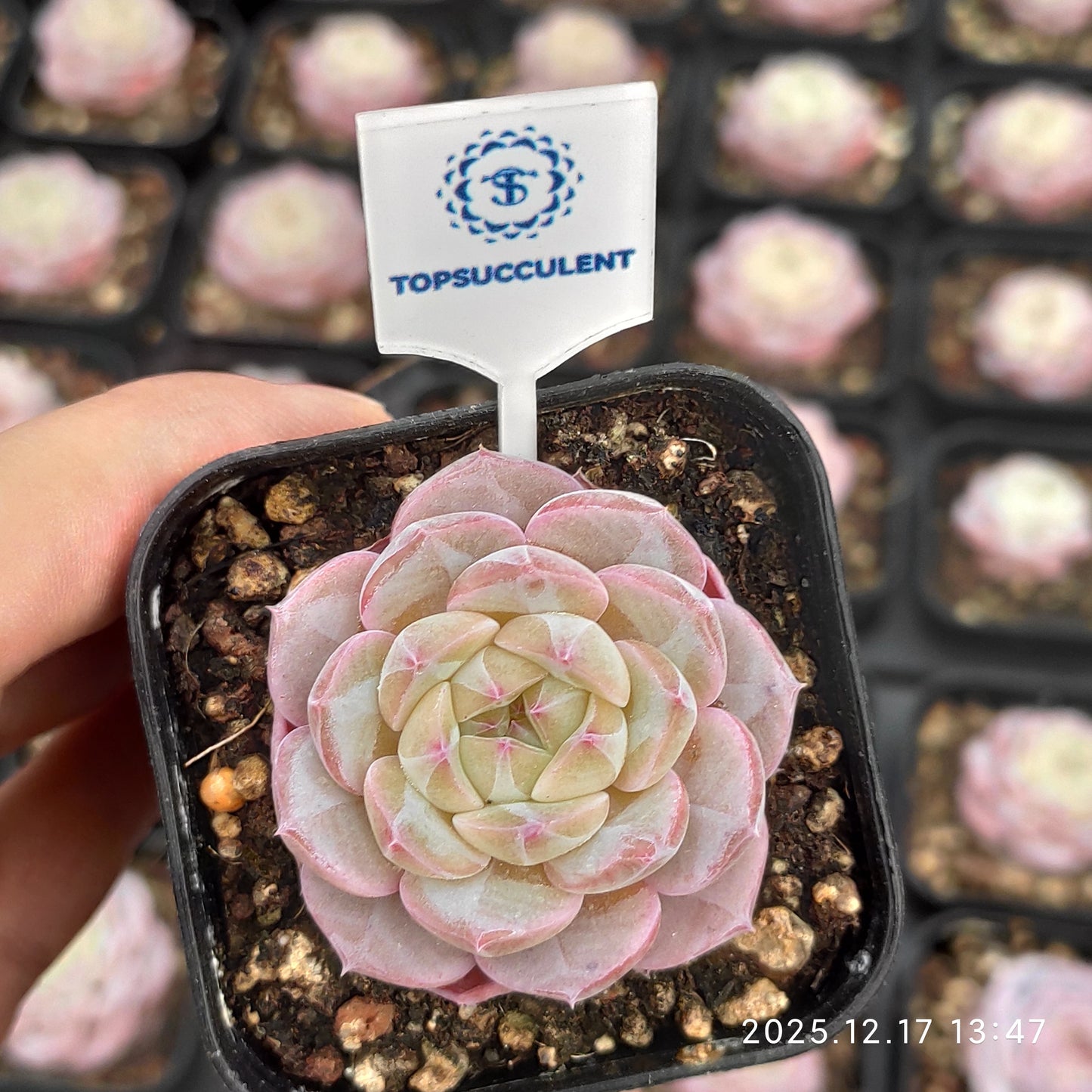 23757 Echeveria Monroe Hyb (5.5cm pot size)