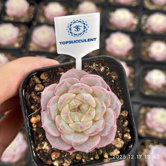 23757 Echeveria Monroe Hyb (5.5cm pot size)