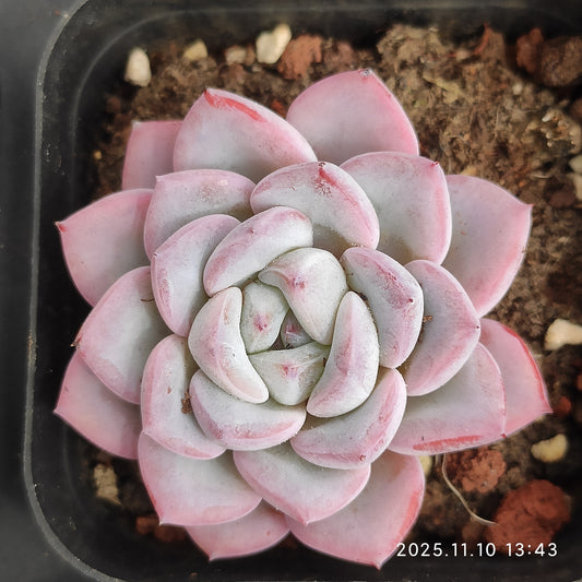 80558 Echeveria Werther (6.5cm pot size)