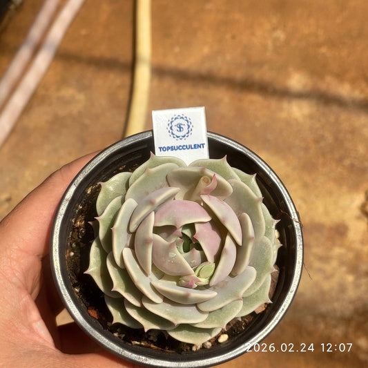 25905 Echeveria Lola (9cm pot size)