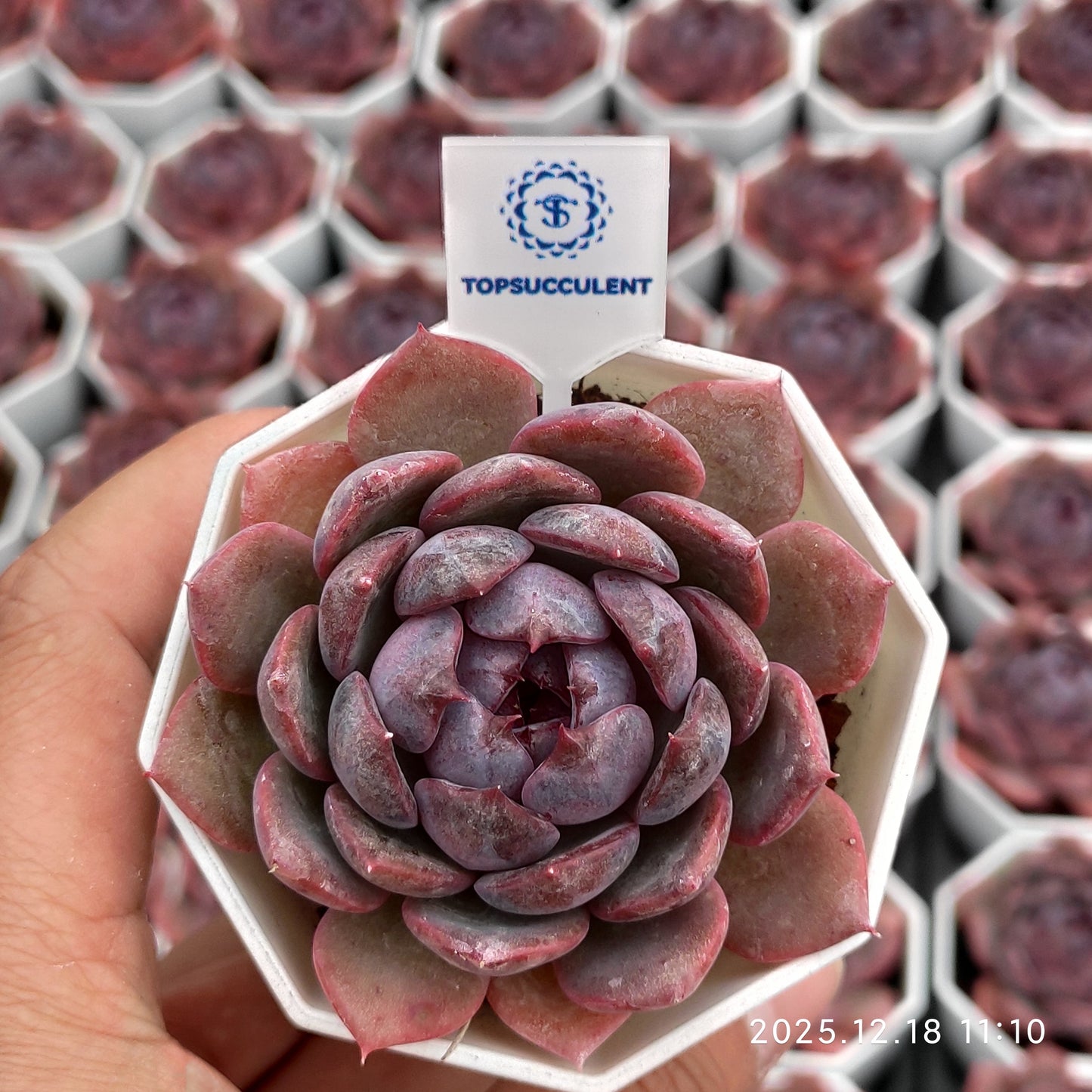 21550 Echeveria Cheese Blueberry (7cm pot size)