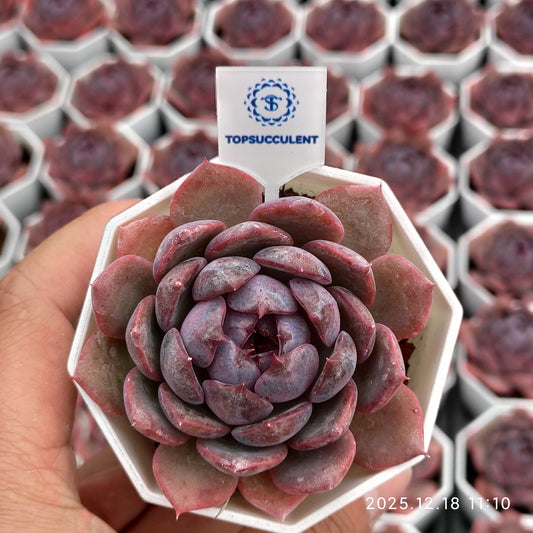 21550 Echeveria Cheese Blueberry (7cm pot size)