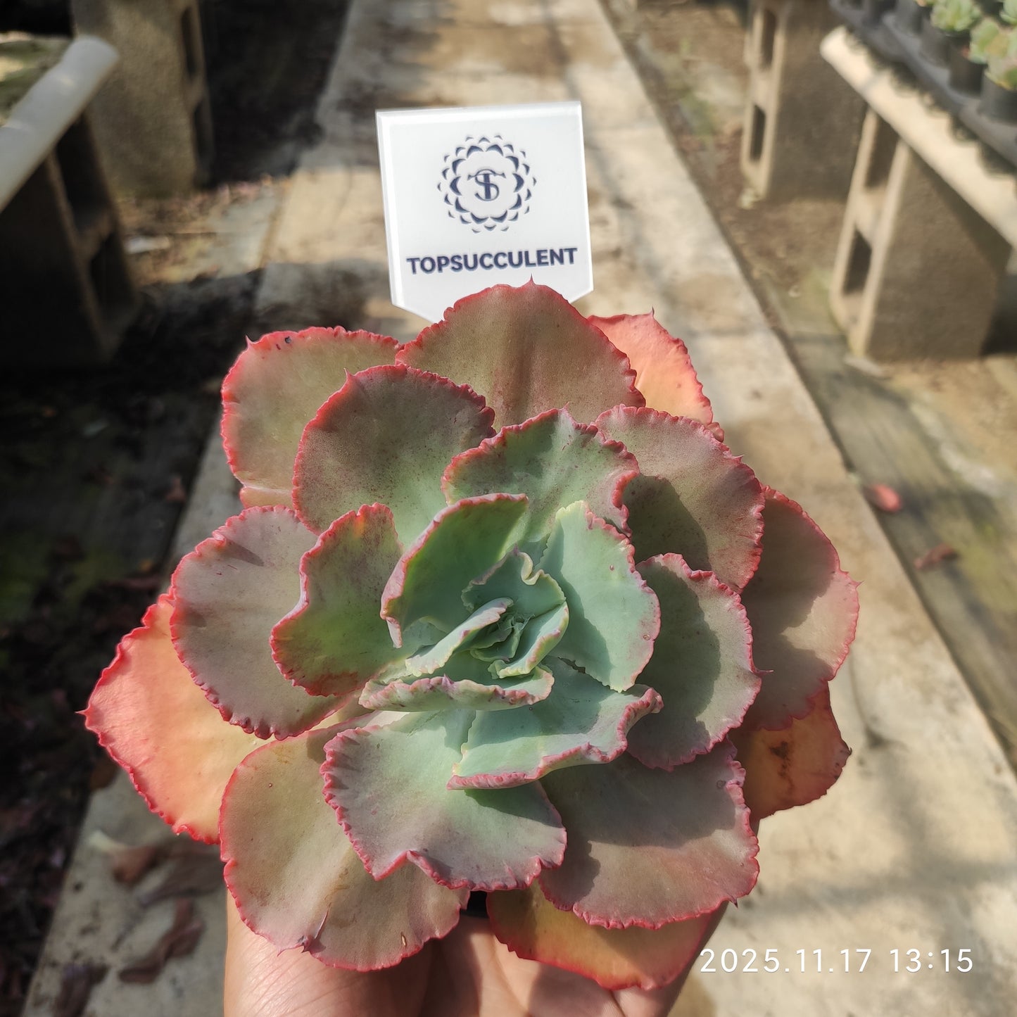 19831 Echeveria Dick Wright (14cm pot size)