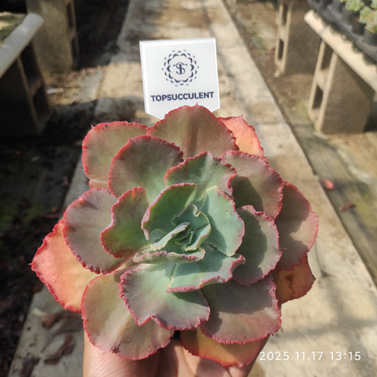 19831 Echeveria Dick Wright (14cm pot size)
