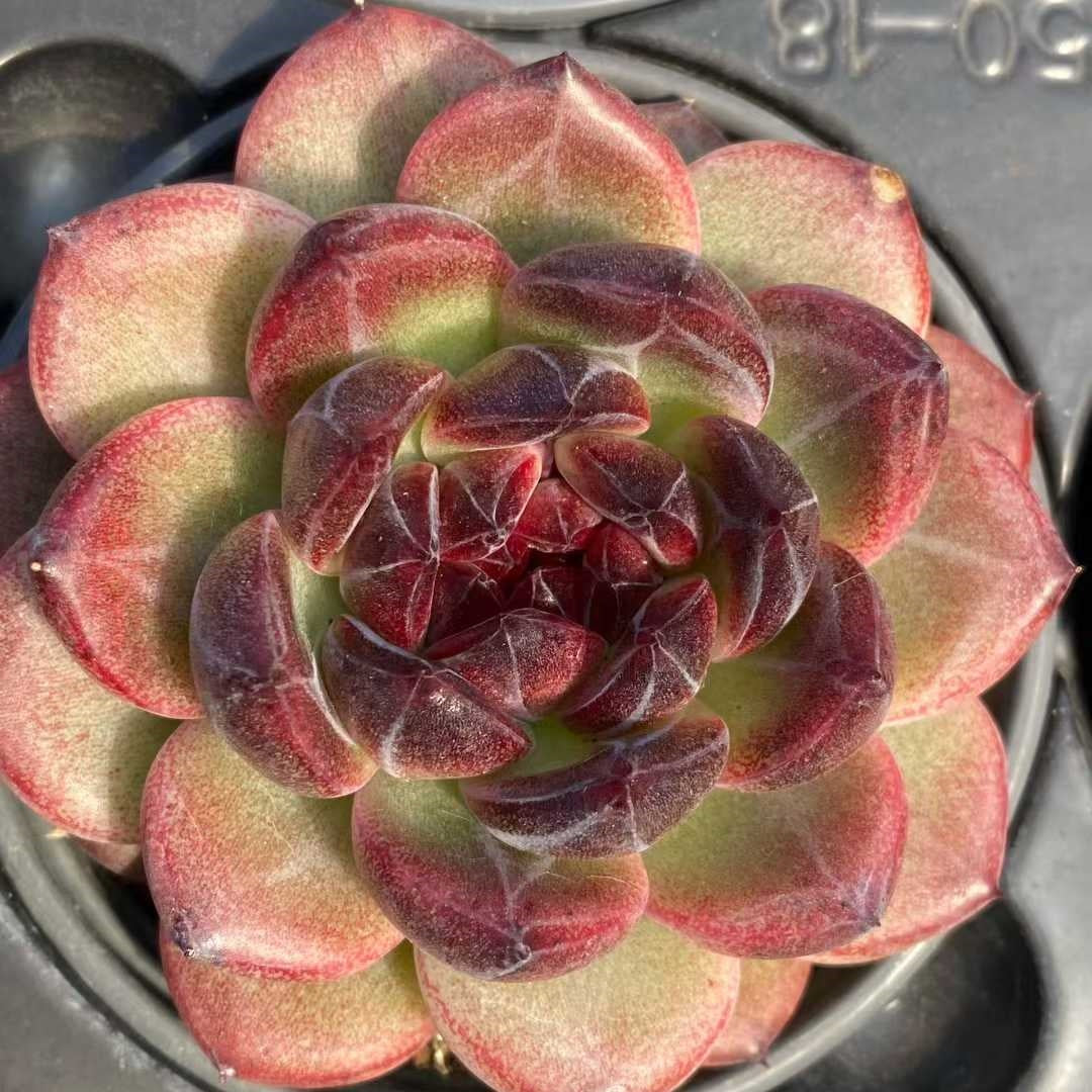 15427 Echeveria Deep Forest (9cm pot size)