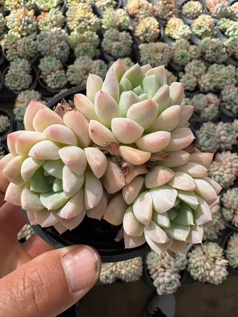 17491 Echeveria Cream Beauty (9cm pot size)
