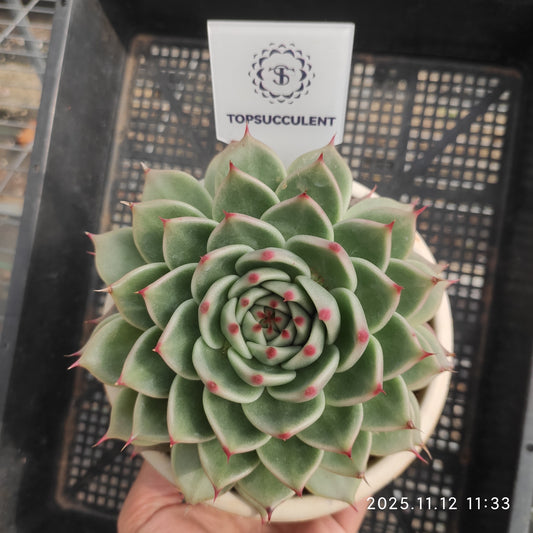 4934 Echeveria Tuscany (12cm pot size)