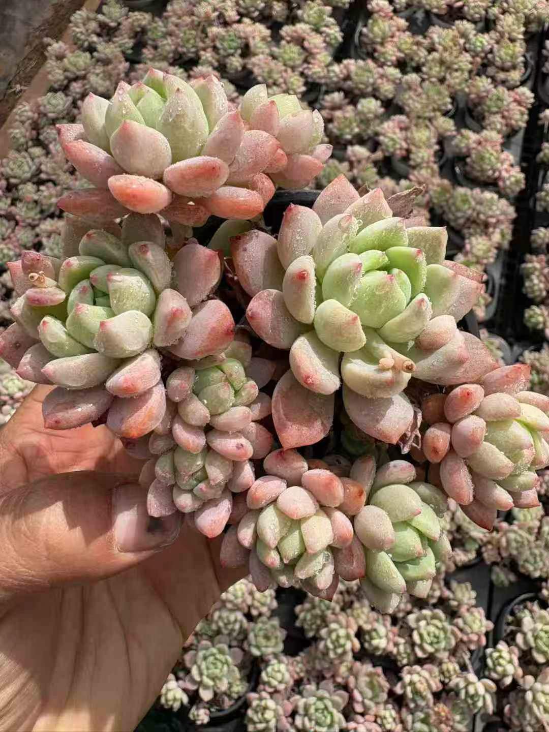 264403 Echeveria Small Peach (9cm pot size)