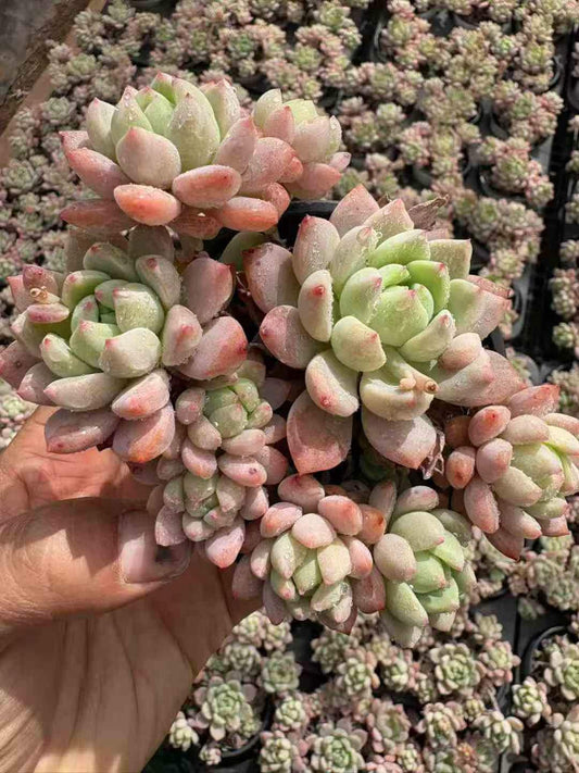 264403 Echeveria Small Peach (9cm pot size)