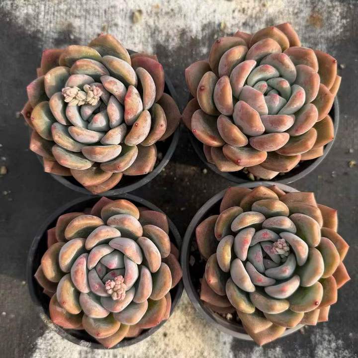 263371 Echeveria Monroe x Opalina (10cm pot size)