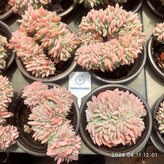 361404 Echeveria White Phoenix Cristata (9cm pot size)