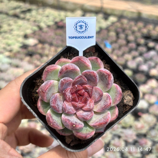 361460 Echeveria Black Pineapple (6.5cm pot size)