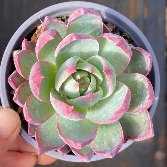 361073 Echeveria Casio (9cm pot size)