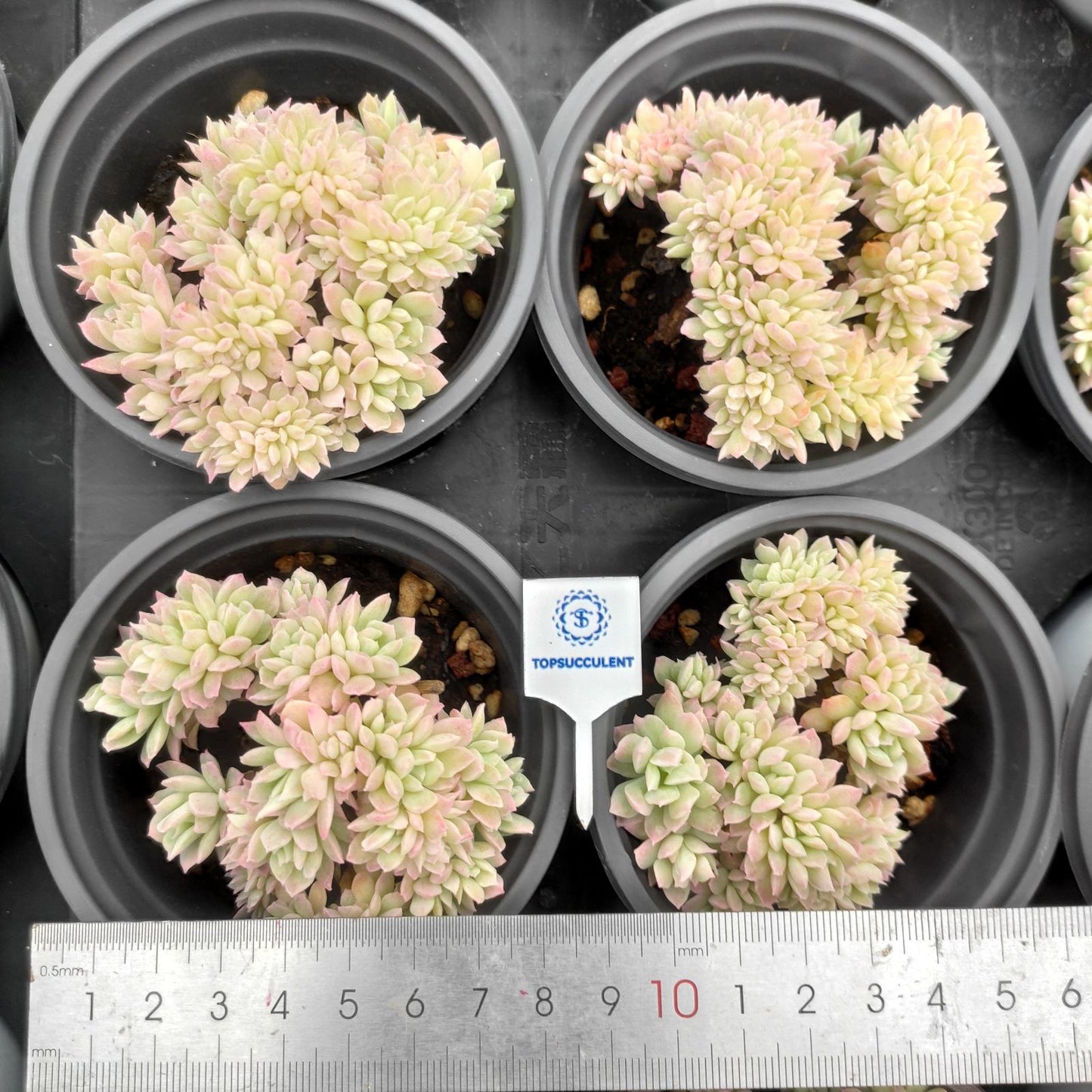 360534 Echeveria Brad Bruana Variegated Cristata (9cm pot size)