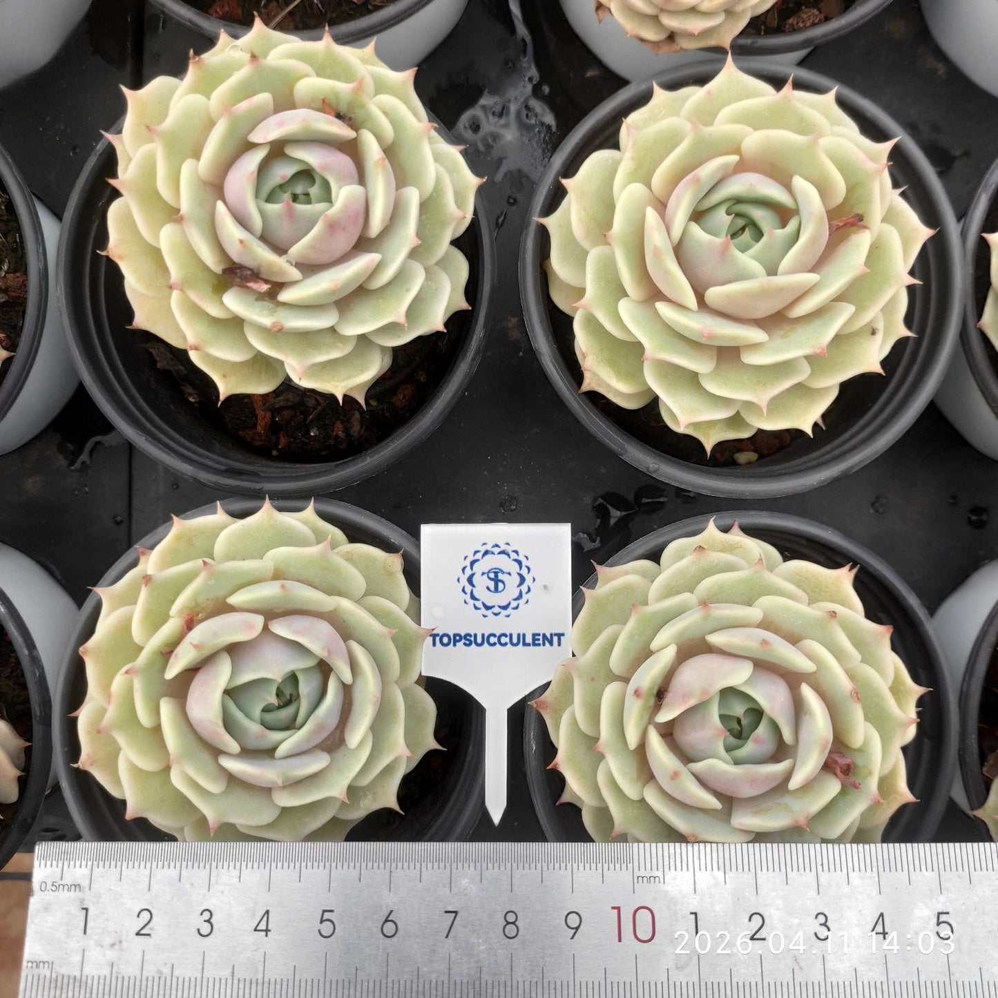 361435 Echeveria Lola (9cm pot size)