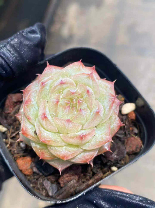 361708 Echeveria Caramel (6.3cm pot size)