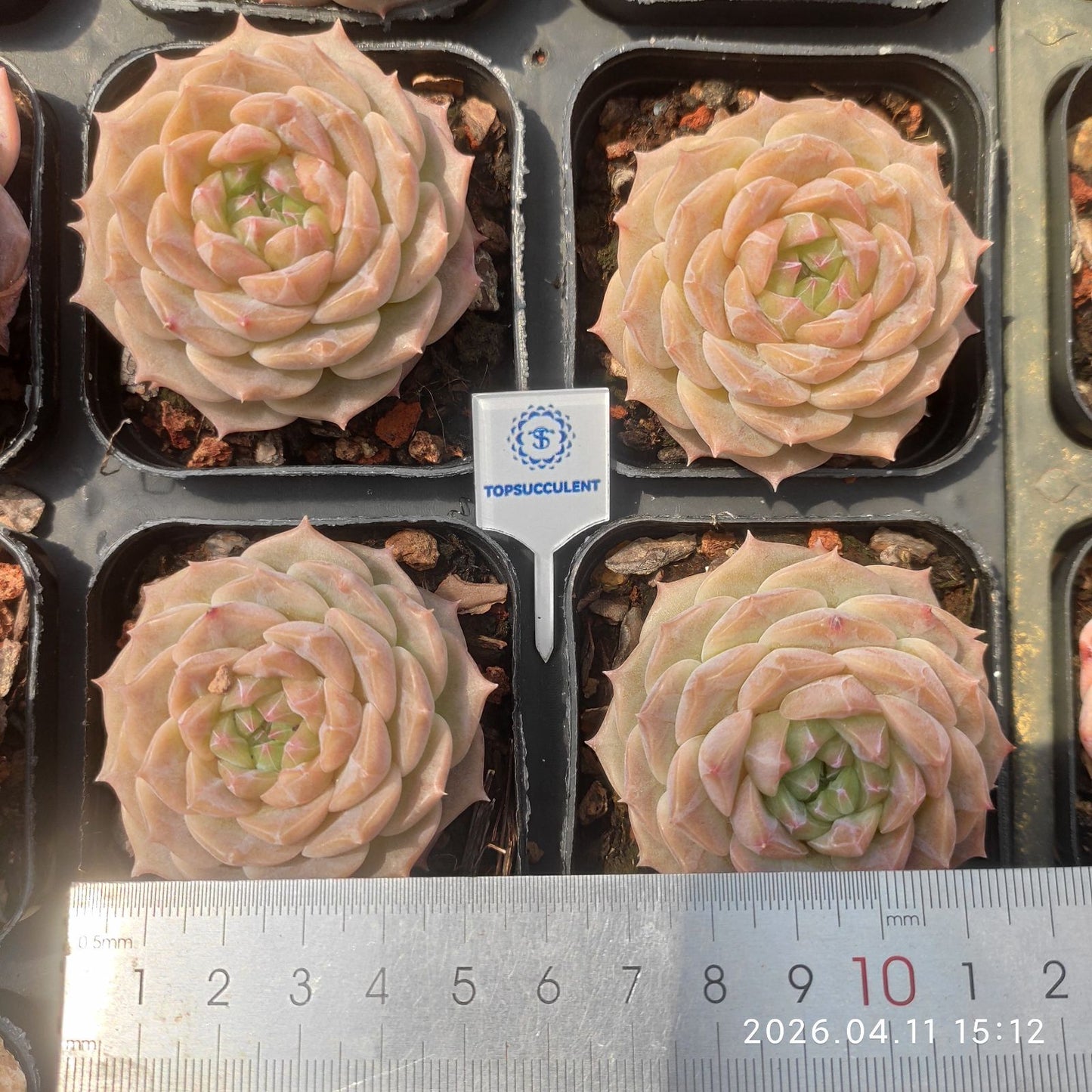 361482 Echeveria Melon Ice (6.5cm pot size)