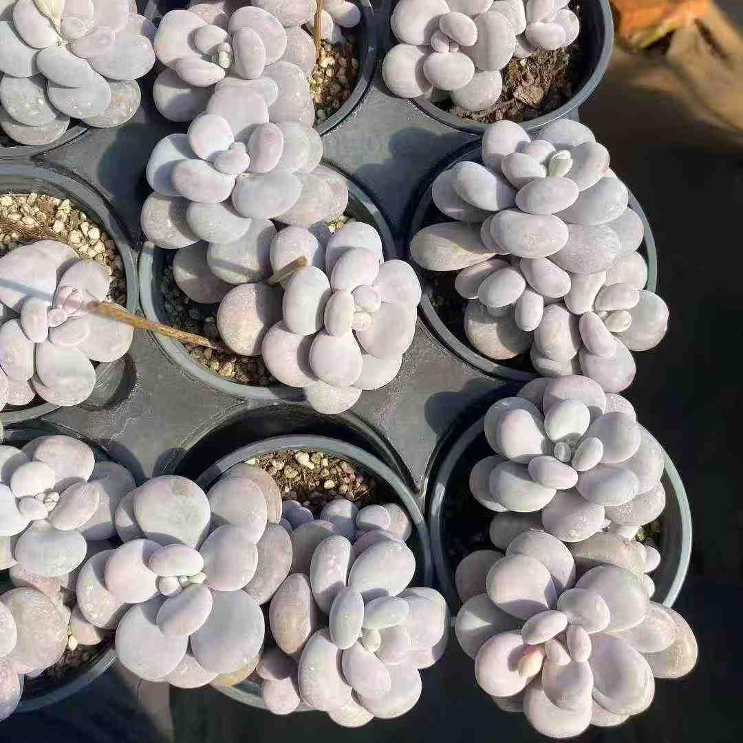 360016 Echeveria Original Cheez (9cm pot size)