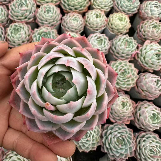 360180 Echeveria Alone Star (7cm pot size)