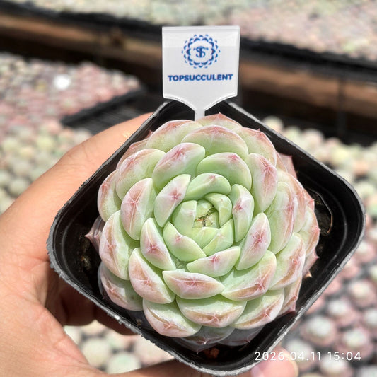361474 Echeveria Snow Essence (6.5cm pot size)