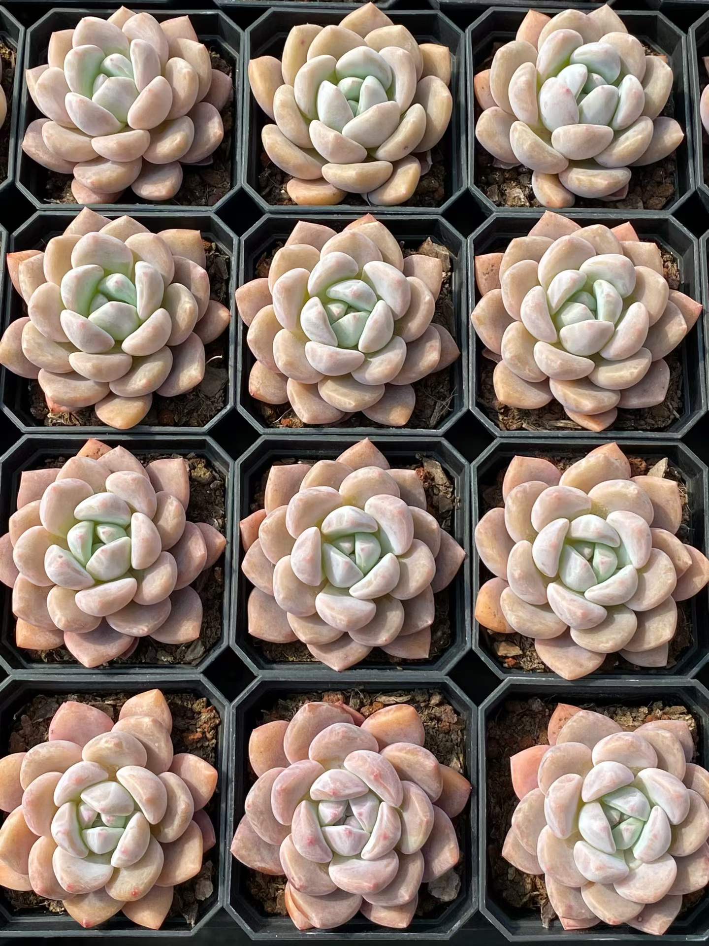 360092 Echeveria Miss Sweetheart (7cm pot size)