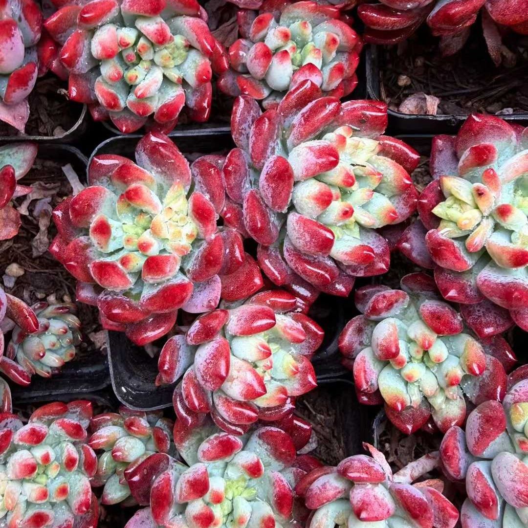 360801 Echeveria Blue Elf (7cm pot size)