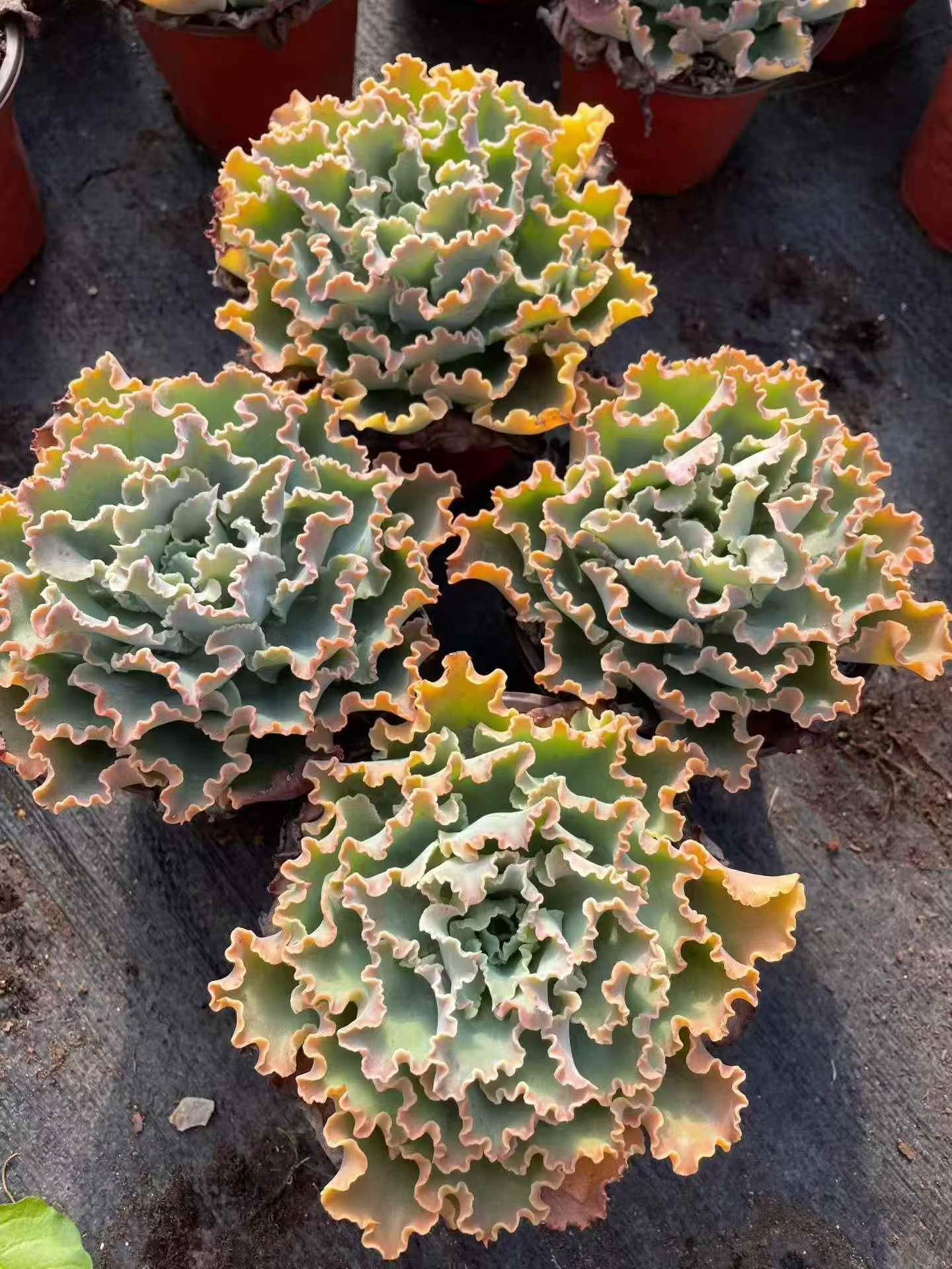 264782 Echeveria Blue Fox (12cm pot size)