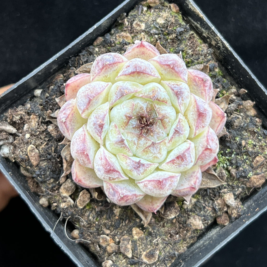 BL997 Echeveria White Soojeong（7cm pot size）