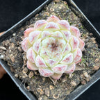 BL997 Echeveria White Soojeong（7cm pot size）