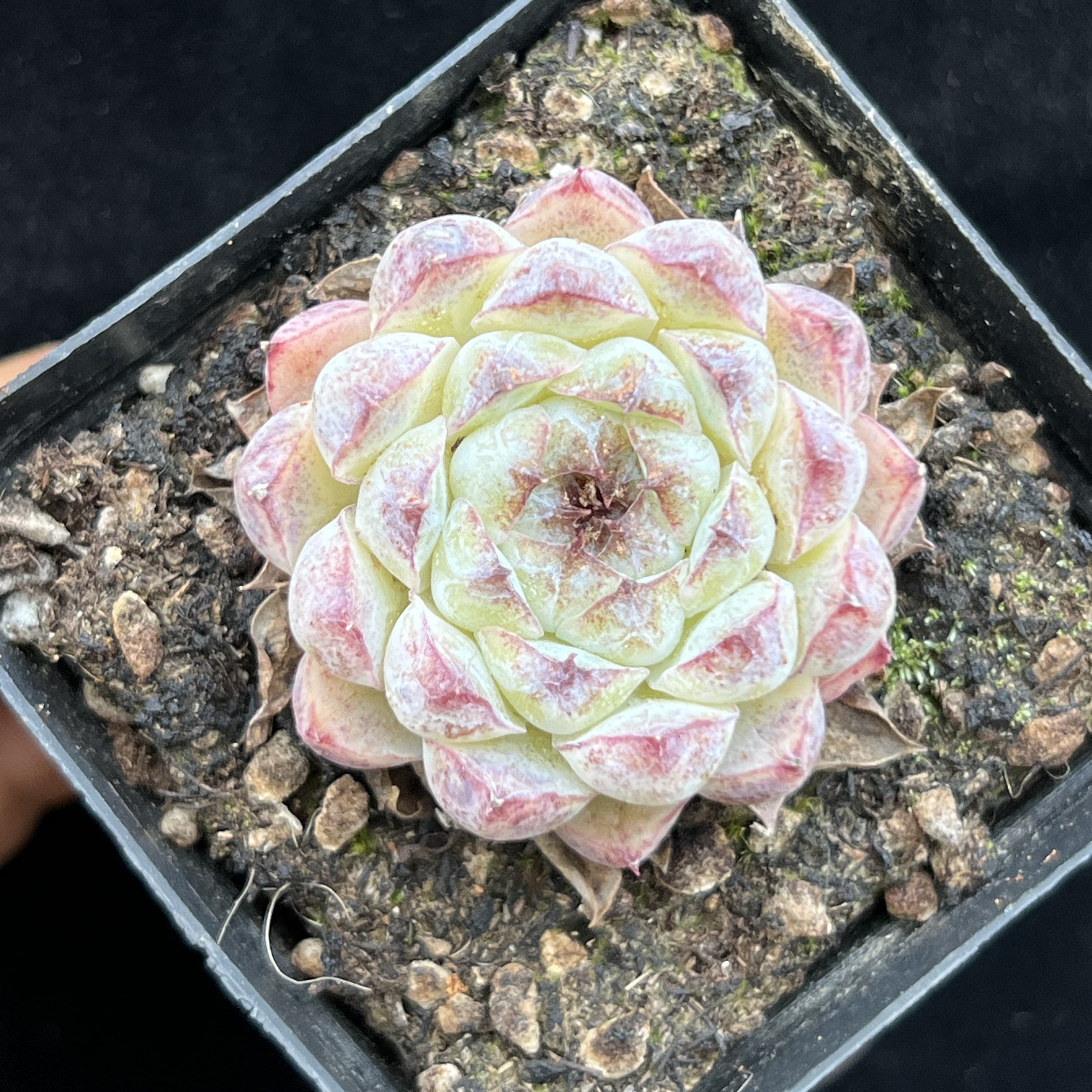 BL997 Echeveria White Soojeong（7cm pot size）