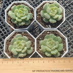 FFH220 Echeveria White Lover（6.5cm pot size）
