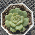 FFH220 Echeveria White Lover（6.5cm pot size）