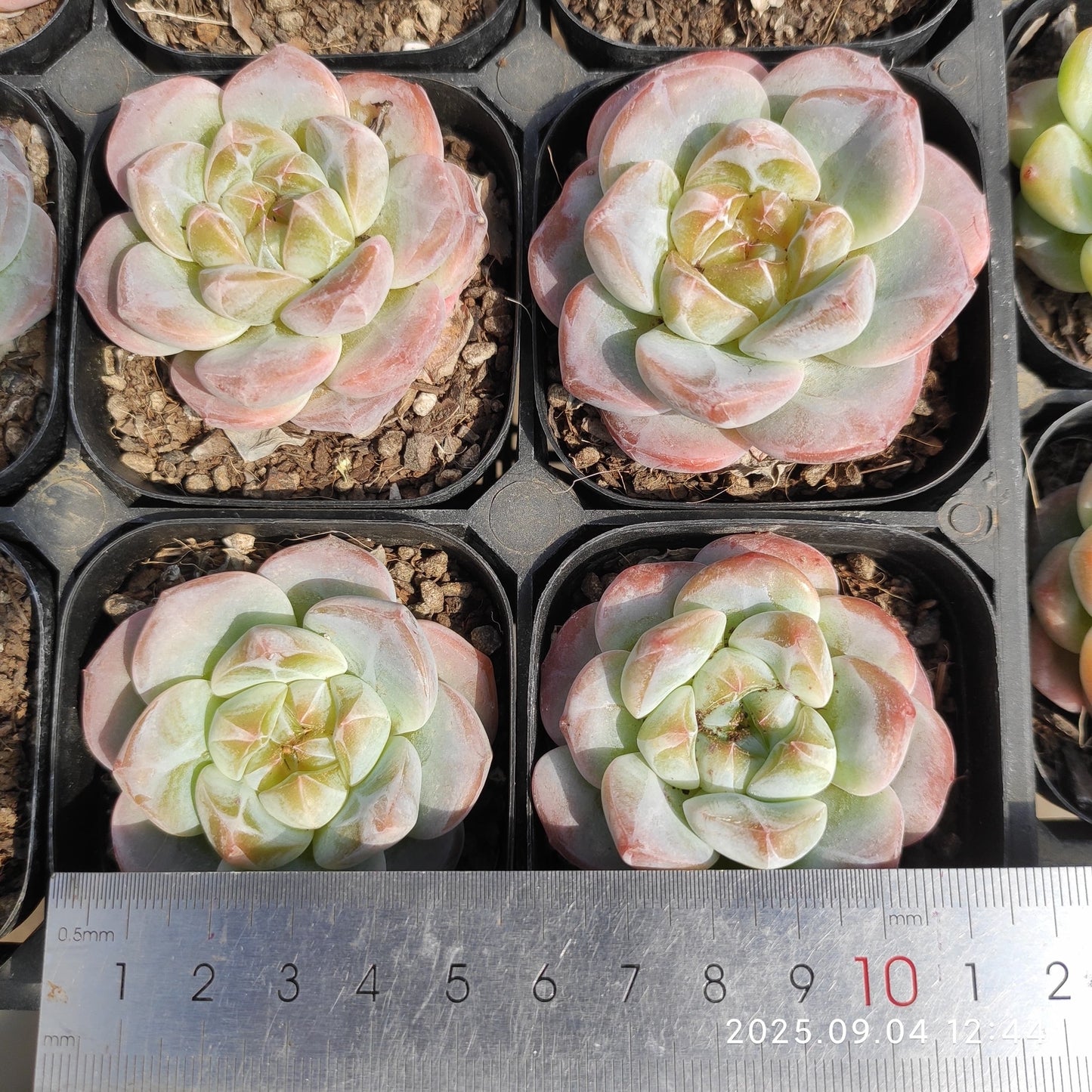 MMY737 Echeveria Ice Spirit Hyb（6.3cm pot size）