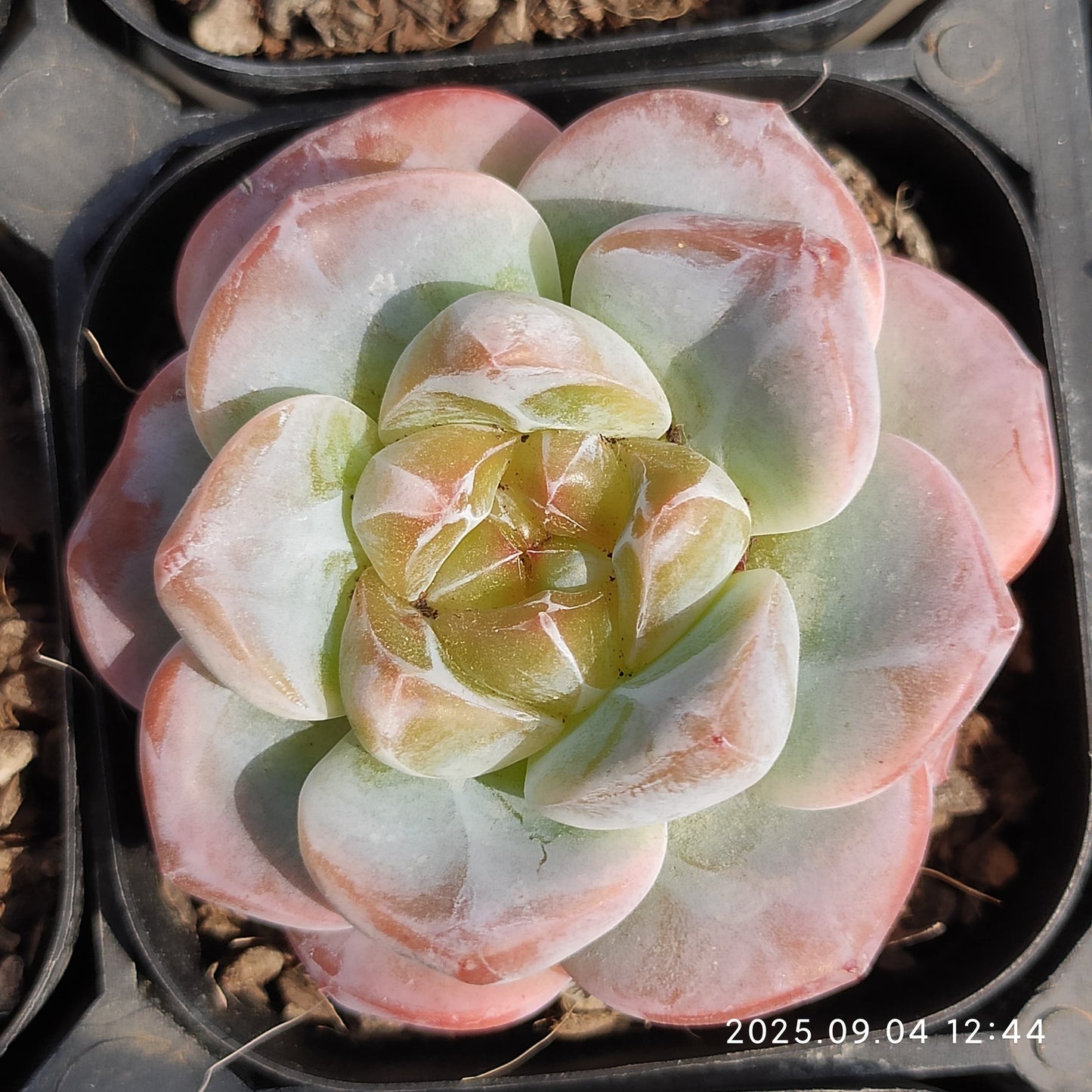 MMY737 Echeveria Ice Spirit Hyb（6.3cm pot size）