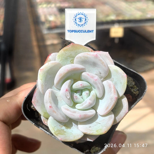 361497 Echeveria Alba Dream (6.5cm pot size)