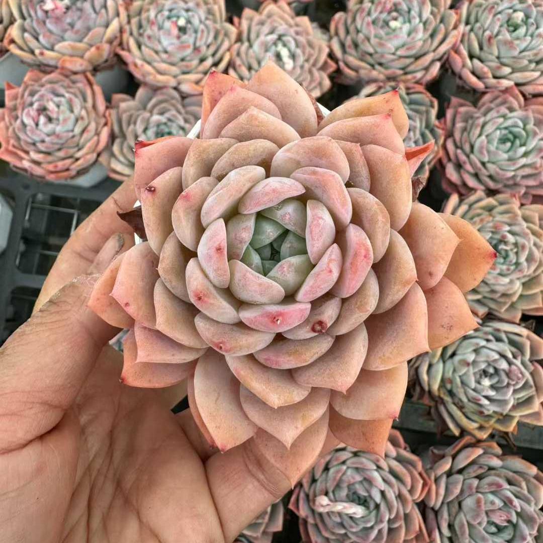 360168 Echeveria Ice Spirit (7cm pot size)