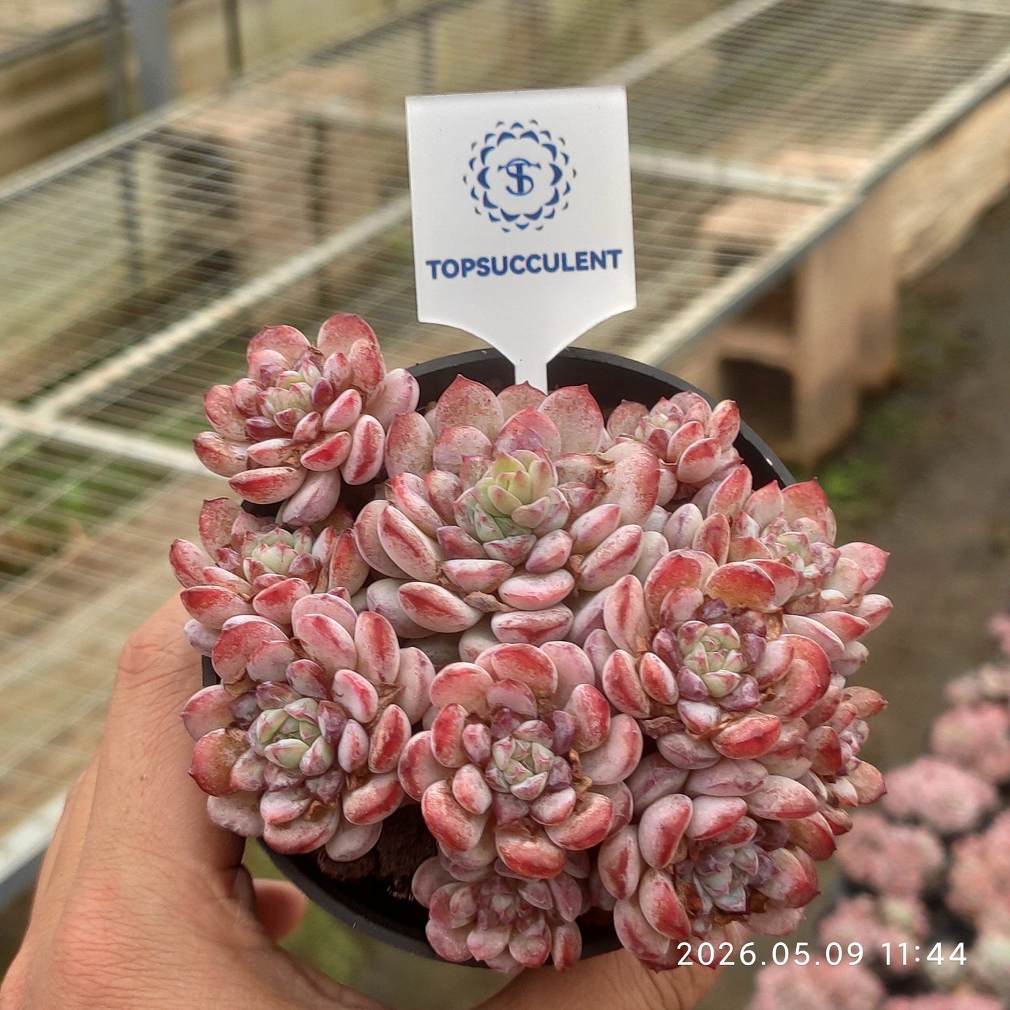 24360 Echeveria Lubin (9cm pot size)