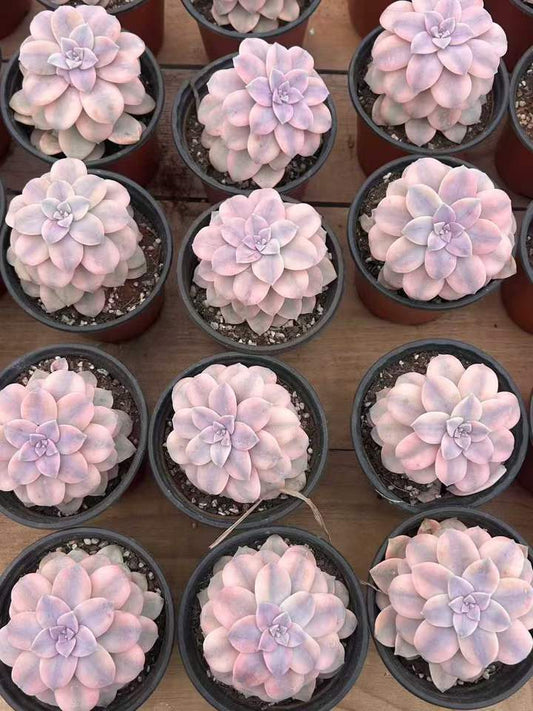 T26404 Echeveria Superbum Variegated (12cm pot size)