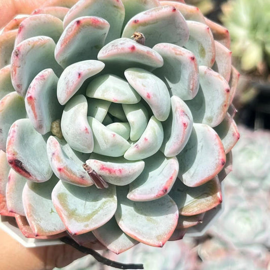 362139 Echeveria Mint Tea (7cm pot size)
