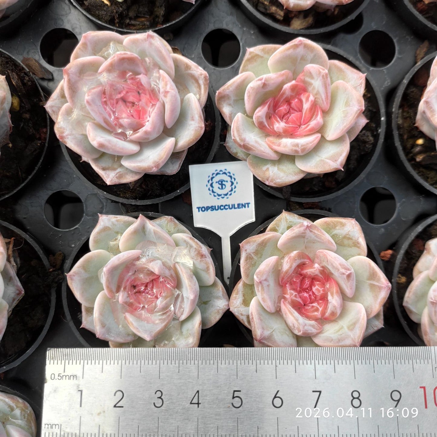 361512 Echeveria Pink Ballet (6cm pot size)