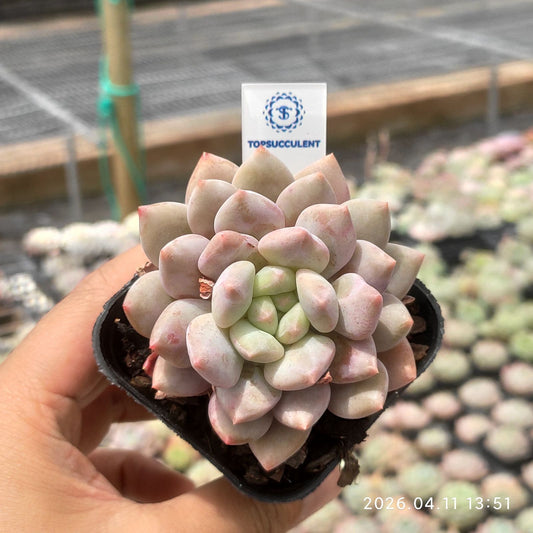 361430 Echeveria Half Summer (6.5cm pot size)