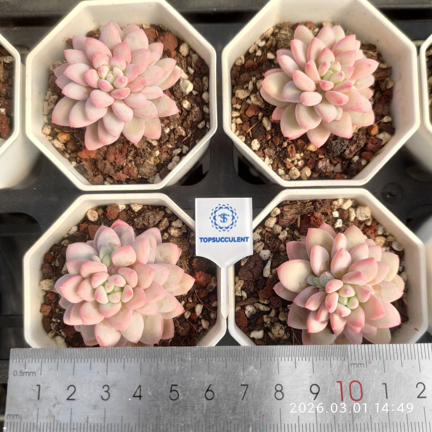 360150  (7cm pot size)